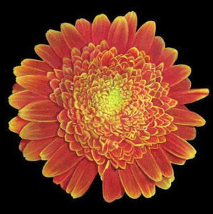 Meet your Posher, Bonnie